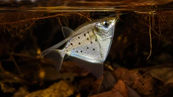 Thoracocharax stellatus Silver Hachette Fish