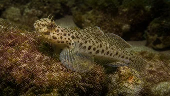 Thorogobius ephippiatus Gobie Leopard