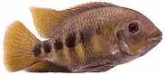 Tilapia mariae Five -band tilapia