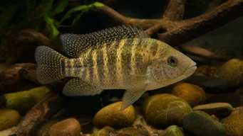 Tilapia mariae Five -band tilapia