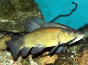 Tinca tinca Common tanker