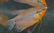 Trichogaster leeri Mosaic gourami