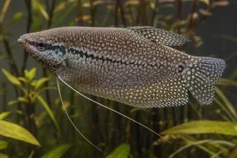 Trichogaster pectoralis Snake skin gourami