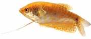 Trichogaster trichopteru... Gourami with three golde...