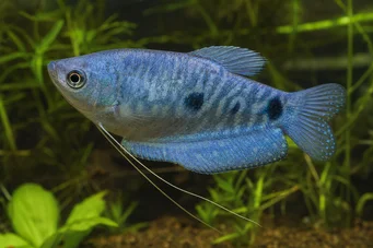 Trichogaster trichopterus sumatranus Gourami with three golden spots