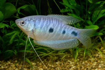 Trichogaster trichopterus Three spots, blue gourami