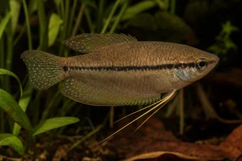 Trichopsis vittatus