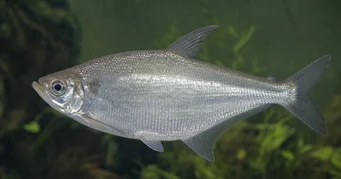Triportheus albus Tetra-maker with yellow fins