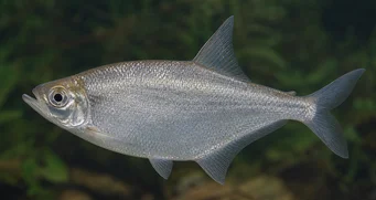 Triportheus angulatus Punctuated