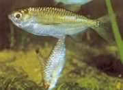 Triportheus pictus Silver tetra-slash
