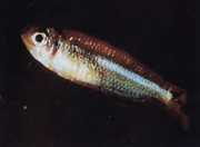 Tyttocharax atopodus Mustache tetra