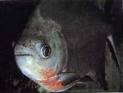 Utiaritichthys sennaebra... Red belly piranha
