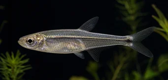 Xenagoniates bondi Glass tetra with golden front