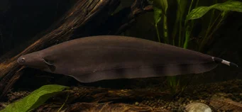 Xenomystus nigri Tout