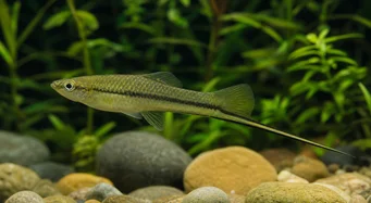 Xiphophorus montezumae Montezuma sword holder