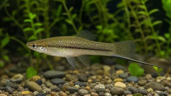 Xiphophorus neuzalanahotl Spotted sword