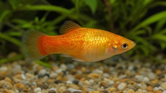 Xiphorus maculatus