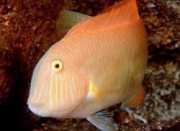 Xyrichthys novacula Pearl