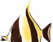 Zanclus canescens Slicer