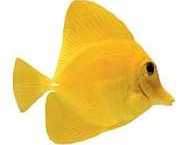 Zebrasoma flavescens Yellow surgeon