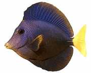 Zebrasoma xanthurum Yellow -tail acanthure