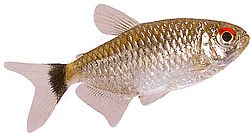 Moenkhausia oligolepis (Moenkhausia with red eyes)