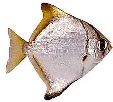 Monodactylus argenteus (Moon Fish)