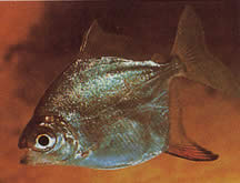 Myleus rubripinnis rubripinnis (Metynnis with red hook)