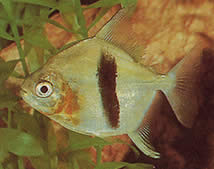 Myleus schomburgkii (Schomburgk myleus, black bar myleus)