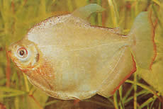 Mylossoma duriventre (Pacou-Meule, silver myleus)