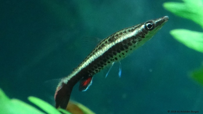 Nannobrycon eques (Pencil)