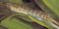 Nannocharax fasciatus (Striped African Fish Fish)