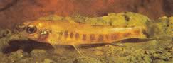 Nannocharax macropterus (African tetra-flechete with large fins)