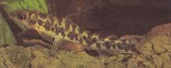 Nannocharax occidentalis