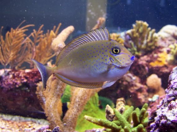 Naso Lopezi (Slender naso)