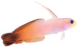 Nemateleotris magnifica (Fire gobie)