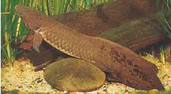 Neoceratodus forsteri (Australian Dipneuste, Barramanda of Aust.)