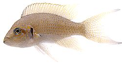 Neolamprologus brichardi