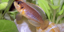 Neolamprologus ocellatus (Ocellatus)