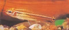 Neolebias trilineatus (African Characin with three bands)
