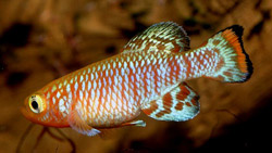 Nothobranchius rachovii (Rachov Notthobranche)