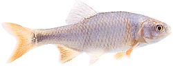 Notropis lutrensis (American IDE with red fins)