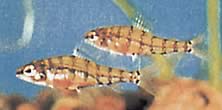 Odontocharacidium aphanes (Odontocharacidium aphanes)