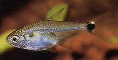 Odontostilbe pulchra (Pulchra tetra)