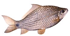 Osteocheilus hasselti