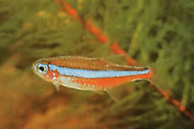 Paracheirodon simulans (Blue neon)