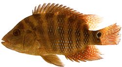Parapetenia festae