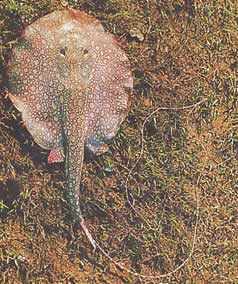 Paratrygon orbicularis (Orbicular line)