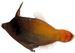 Pervagor melanocephalus (Red-tail-tail fish)