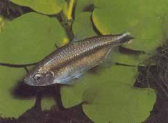 Petersius conserialis